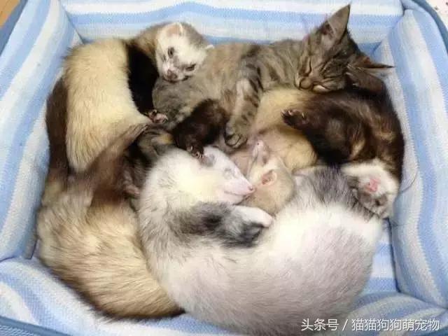 猫和雪貂一起生活,雪貂可以和猫一起养吗