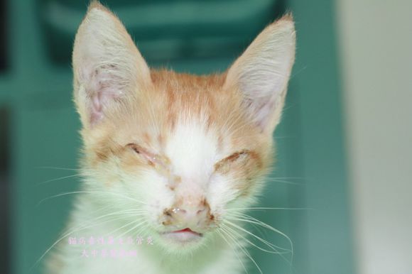 猫咪感冒打喷嚏,猫咪感冒传染吗