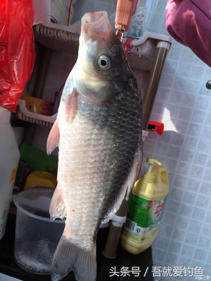 大湖冬钓鲫鱼怎么找钓点,平天湖初冬