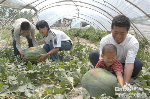 农村种什么果树赚钱快又好养,三农种植致富技术果树