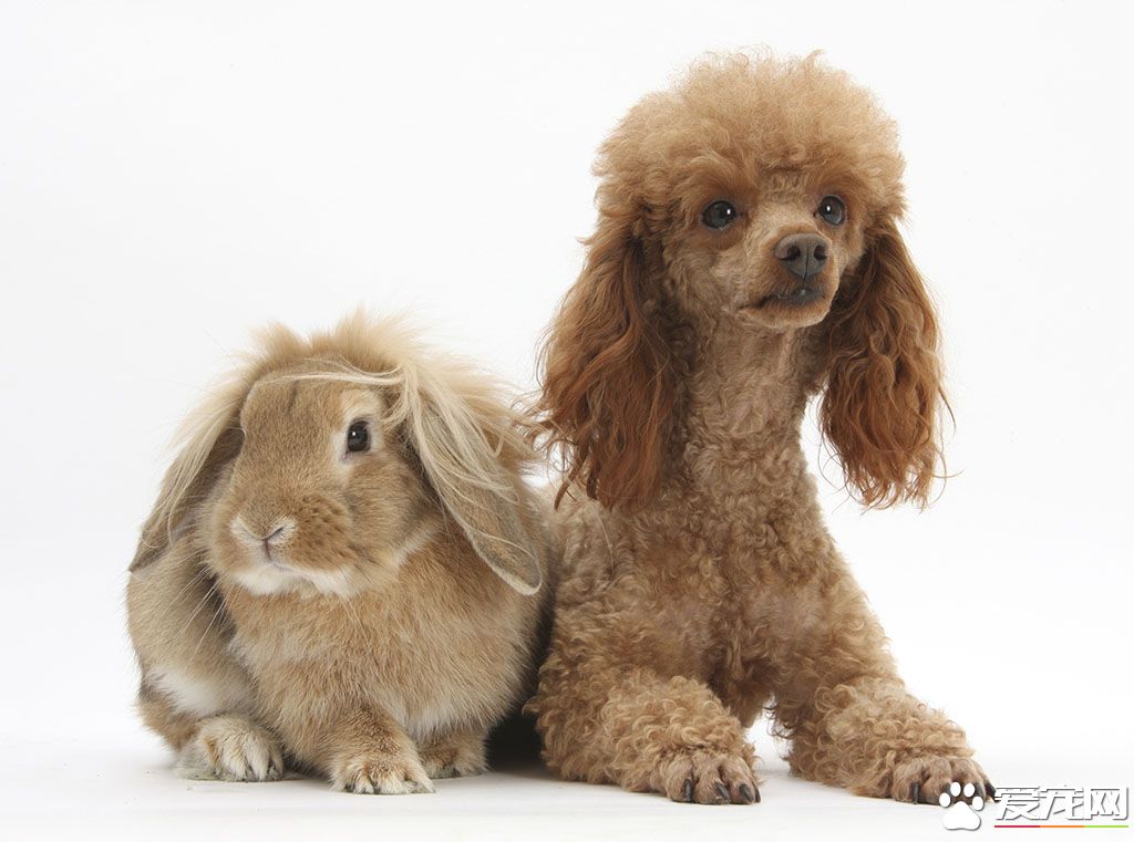 玩具贵宾犬的优点和缺点,玩具贵宾犬多少钱一只