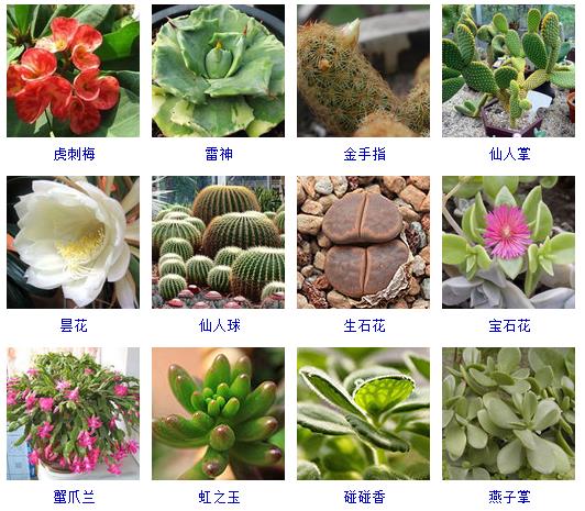 多肉植物150种大全,多肉种植攻略150种常见多肉植物