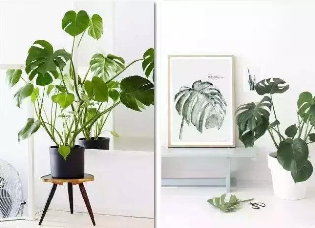 十大室内最好养活的绿植排行榜,绿植大全1000种