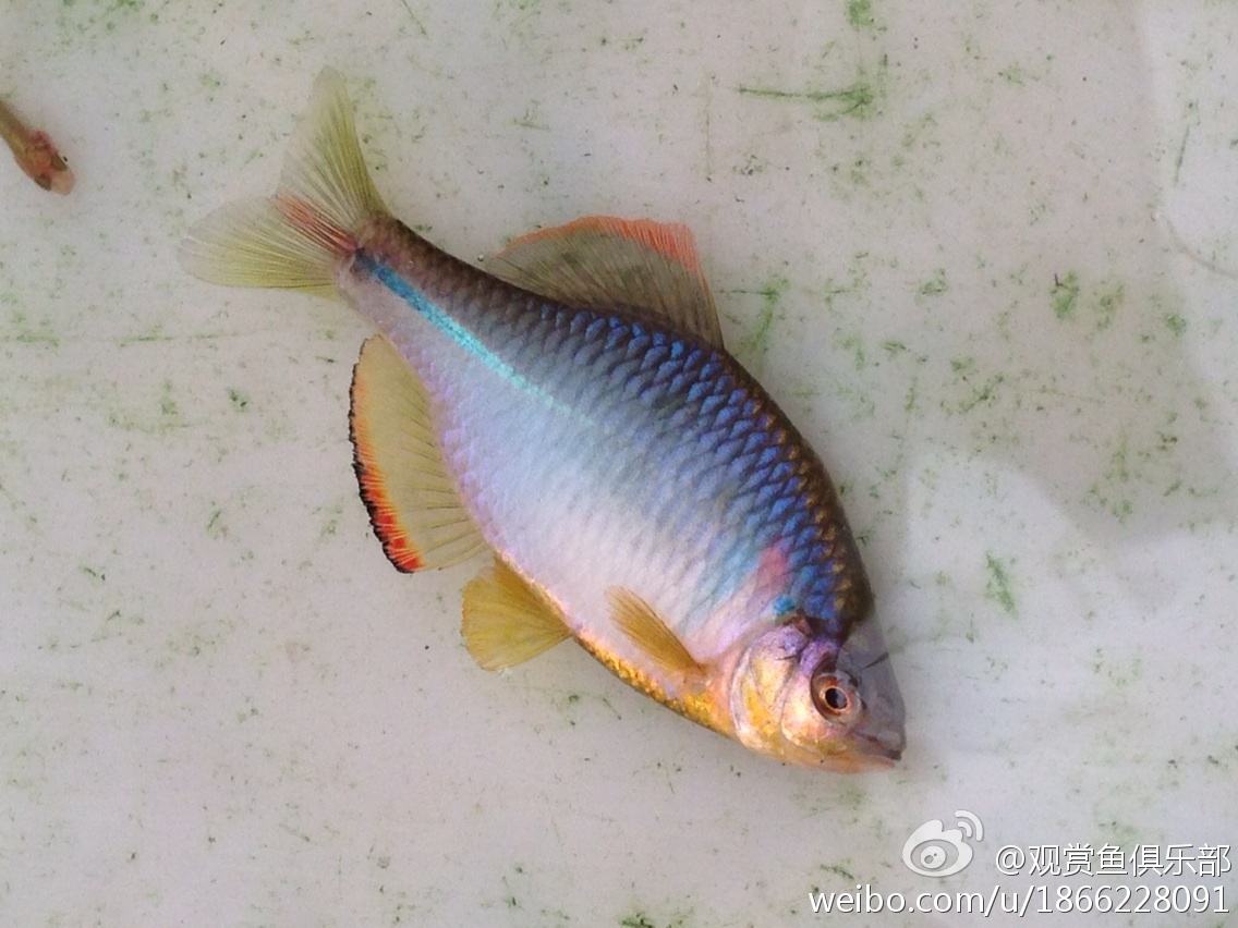 常见原生缸鱼,广西常见原生鱼