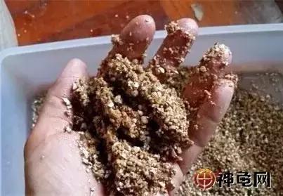 新手养蛋龟的注意事项,龟产下的蛋如何孵化