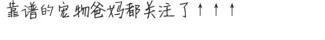 狗狗的爪子怎么训练,新狗狗如何在家检查