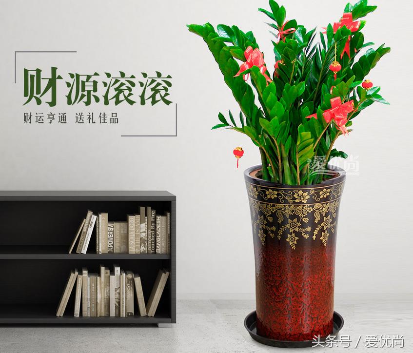 金钱树叶片发黄怎么解决,盆栽金钱树叶子黄了是什么原因