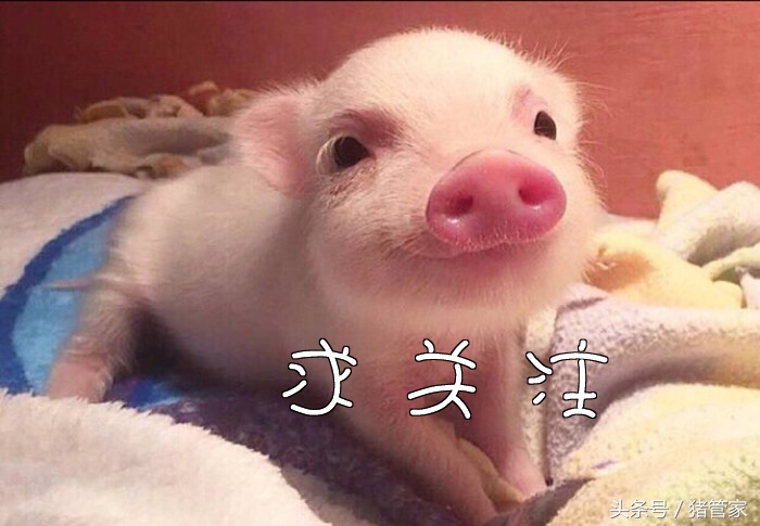 猪丹毒好治吗,猪丹毒什么症状可怕吗