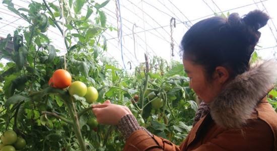 在农村赚钱的方法有哪些,农村挣钱快的门路有什么