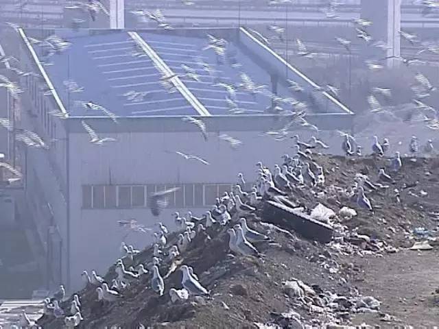 大连金州空气异味,金州区空气污染