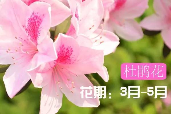 贵州看花好去处推荐,贵州春天哪里的花最美