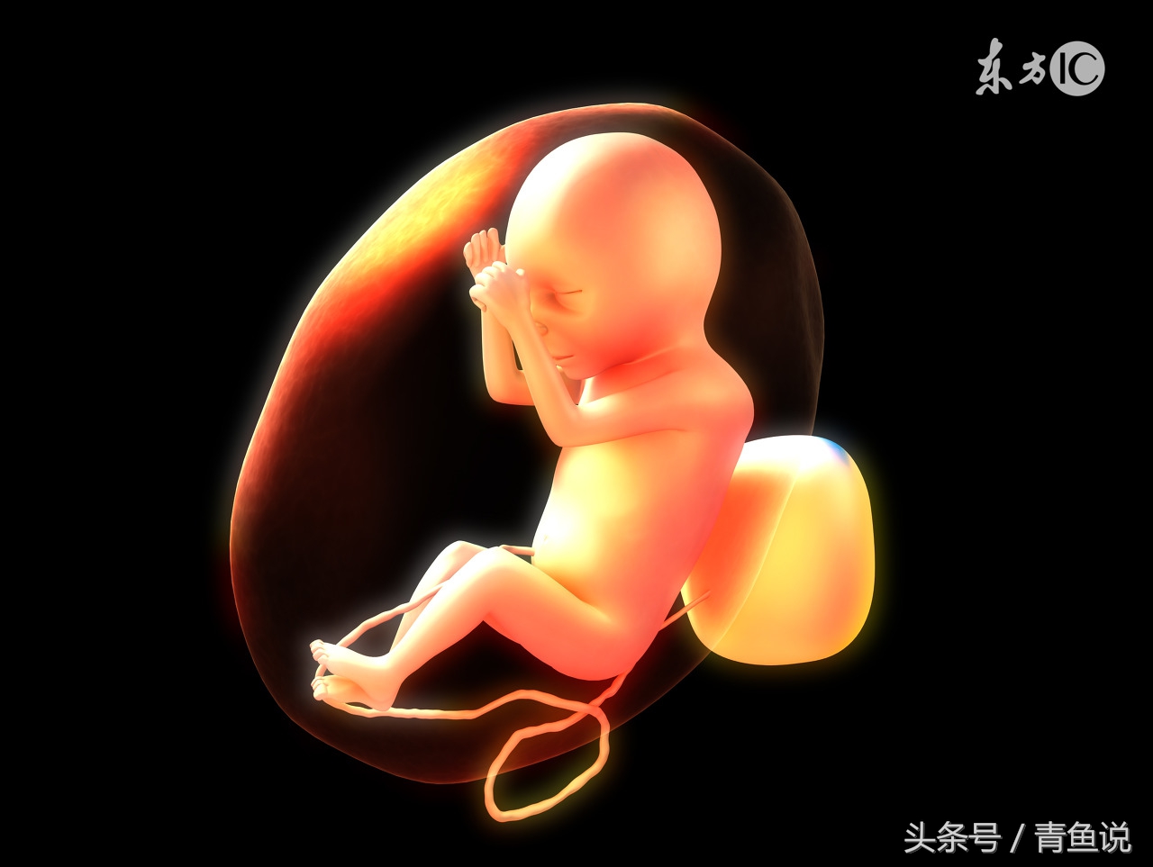 宝宝在肚子里发育是否正常？了解胎儿的变化全过程！