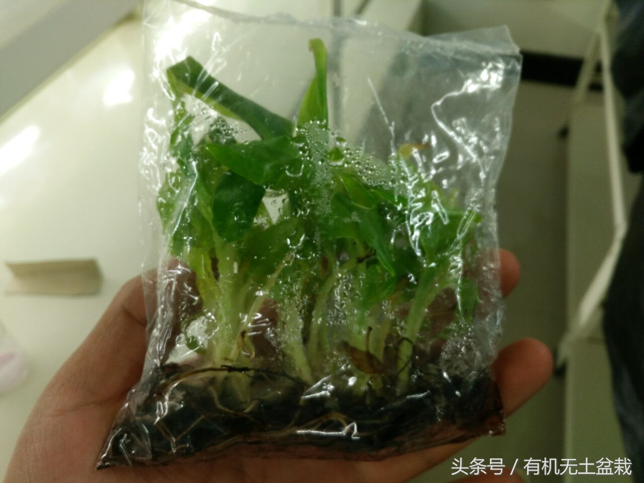 爱吃香蕉的植物大全,如何用香蕉培育香蕉苗