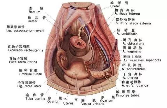 就医搜｜盆腔积液：女性都可能有的问题，需要治疗吗？