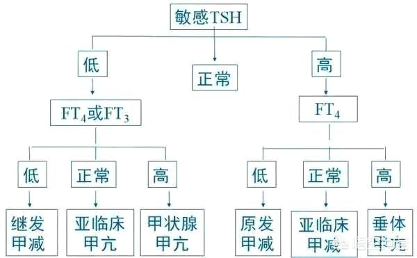 甲状腺自身抗体三项说明什么,甲状腺功能抗体二项结果怎么看