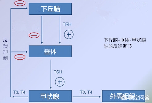 甲状腺自身抗体三项说明什么,甲状腺功能抗体二项结果怎么看