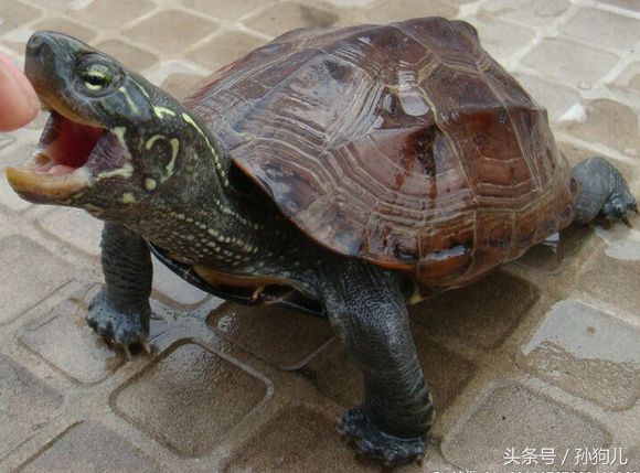 给大家科普下中华草龟,我国分布最广的乌龟中华草龟