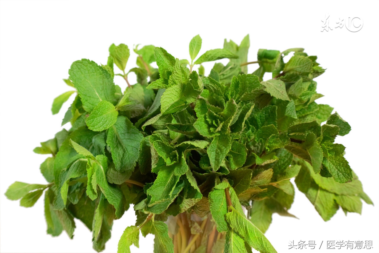 薄荷泡水喝多了,喝了薄荷总是呃逆