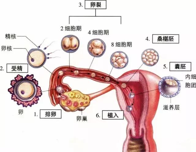 育儿宝典︱孕妇感冒不敢吃药，六个月剖宫产保命！孕期用药指引