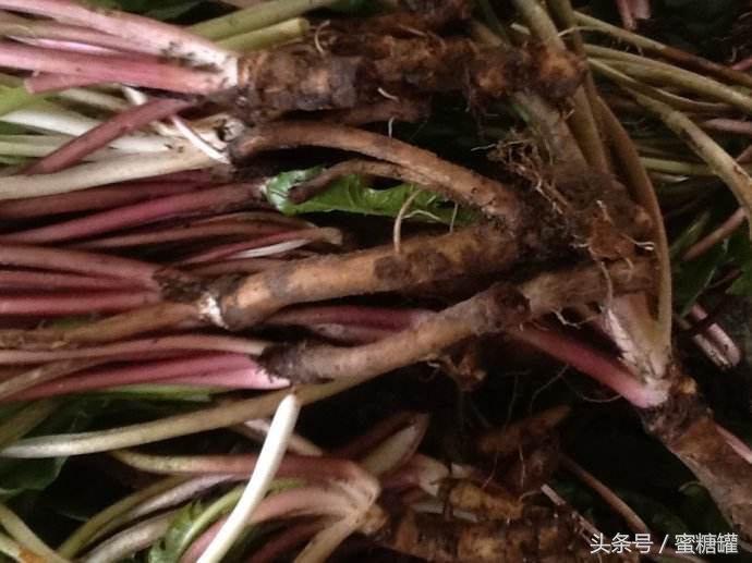 蒲公英能治疗结节和癌症吗,治疗癌症老中医药方蒲公英