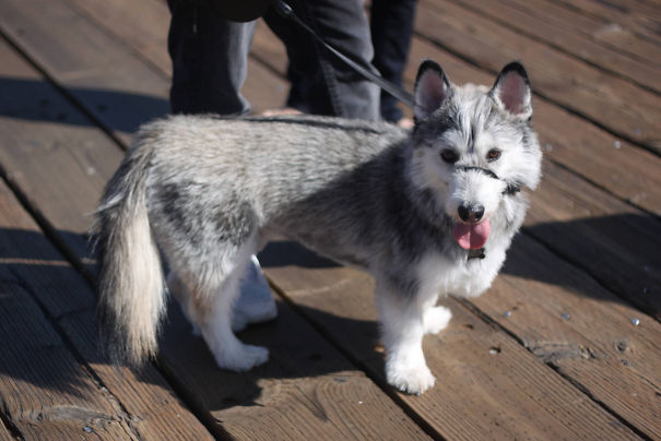柯基犬和土狗生的串串狗,柯基和各个犬种串串