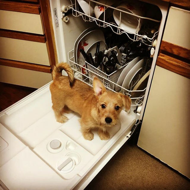 柯基犬和土狗生的串串狗,柯基和各个犬种串串