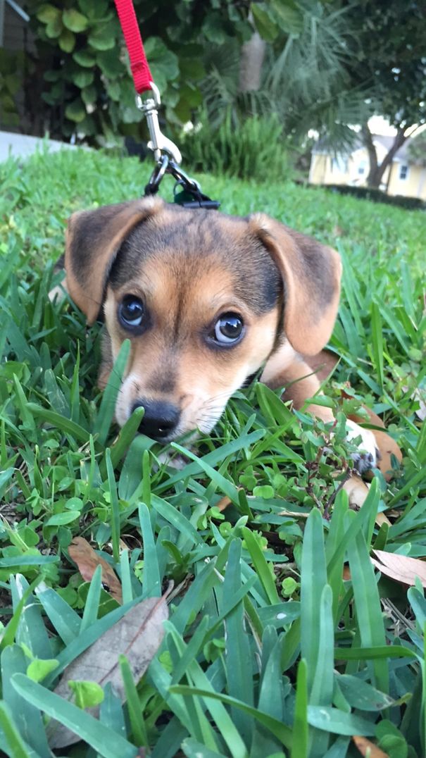 柯基犬和土狗生的串串狗,柯基和各个犬种串串