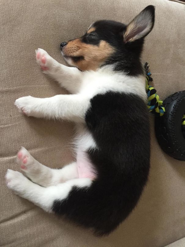柯基犬和土狗生的串串狗,柯基和各个犬种串串