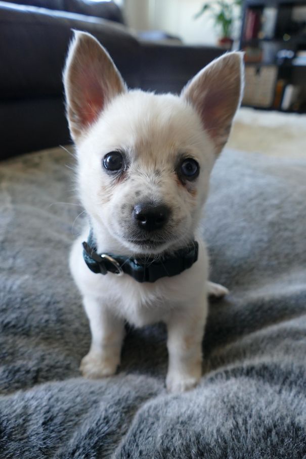 柯基犬和土狗生的串串狗,柯基和各个犬种串串