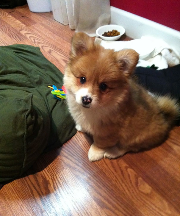 柯基犬和土狗生的串串狗,柯基和各个犬种串串