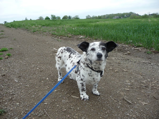 柯基犬和土狗生的串串狗,柯基和各个犬种串串