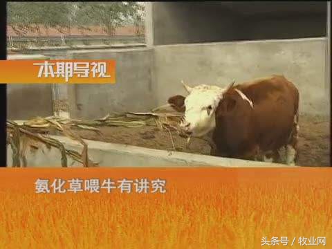 养牛技术大全怎么养母牛,肉牛养殖技术和方法完整版