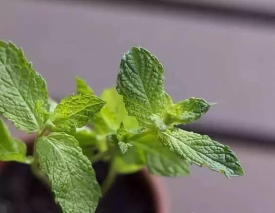 薄荷种盆,现在种绿色植物