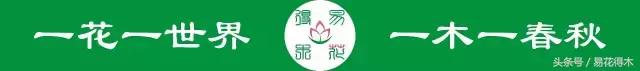 如何才能让马蹄莲复花,马蹄莲什么时候休眠什么时候开花