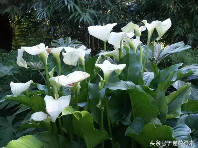 如何才能让马蹄莲复花,马蹄莲什么时候休眠什么时候开花