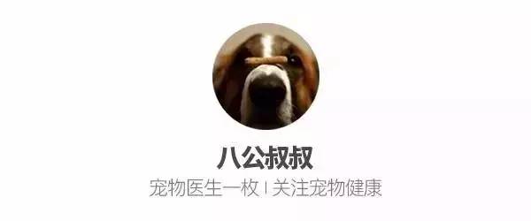 魔性的八哥,有超能力的巴哥