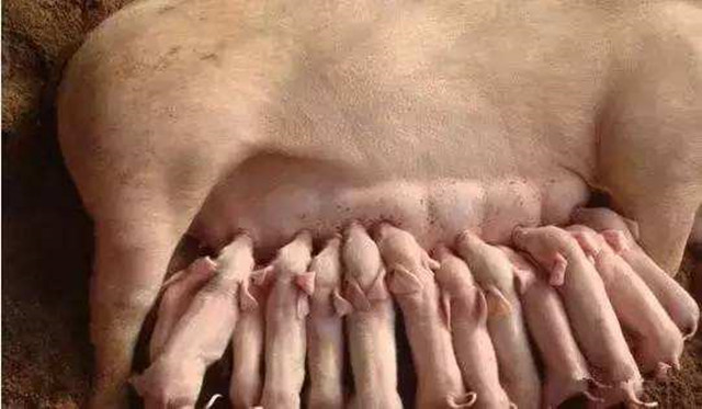 养猪技术猪发热怎么办,养猪遇热应激反应当怎么处理