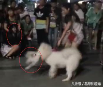 萨摩耶发飙咬其他狗,萨摩耶呲牙咧嘴凶主人被打