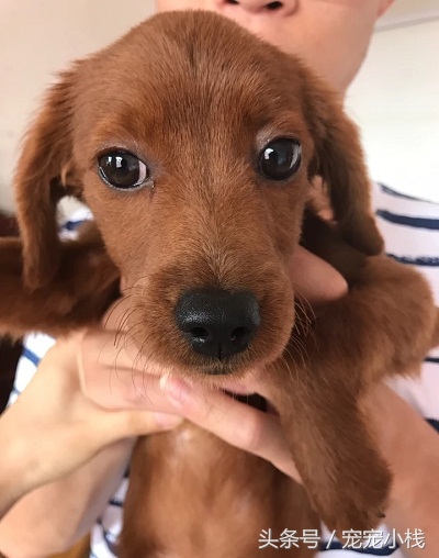 出售泰迪幼犬30元一只,出售幼犬100元以内泰迪