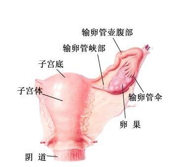 22岁尿尿分叉是啥原因,小姑娘尿分叉是什么原因