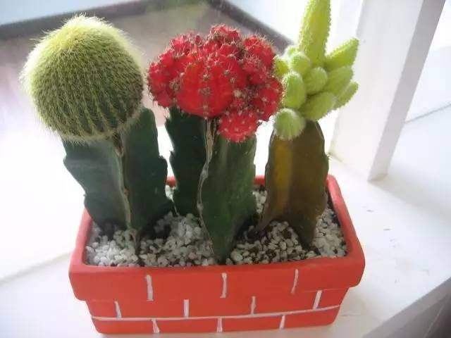 什么植物对电脑防辐射最好,什么植物好养又防辐射