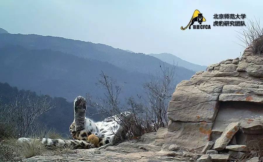 华北豹亚种,华北豹亚种什么意思