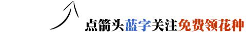 不死鸟爆盆全过程,不死鸟多肉爆盆视频