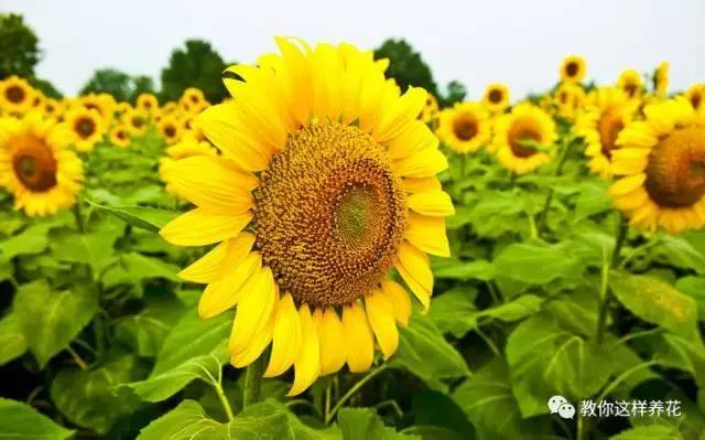 中国国花有什么样的品质,中国国花有什么品质