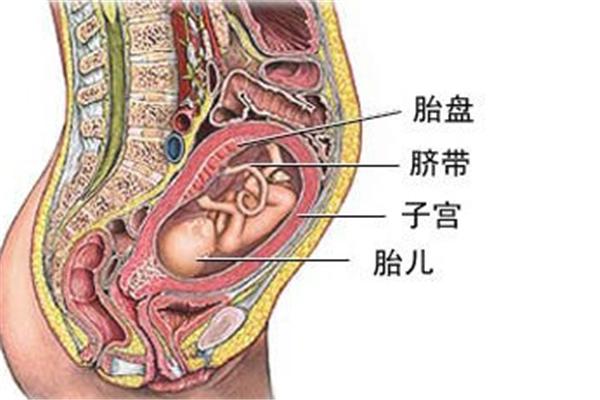 前壁胎盘是不是比较难感觉胎动,前壁胎盘如何变成完全性前置胎盘