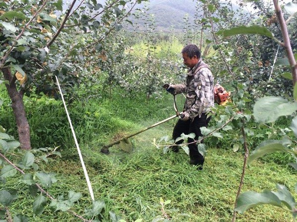 种植苹果怎么让苹果香甜,农民种植苹果的技术