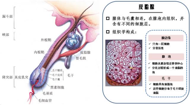 痘疮最好的治疗方法,疮痘是什么