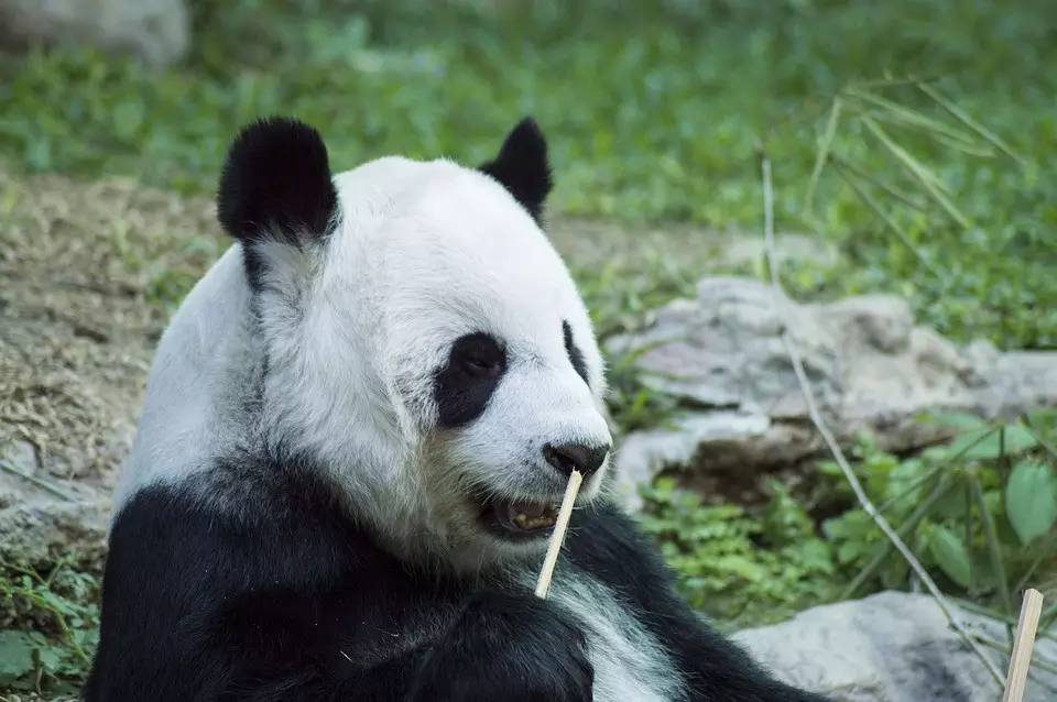 疯狂动物园20种隐藏动物图片,疯狂动物城里女明星原型