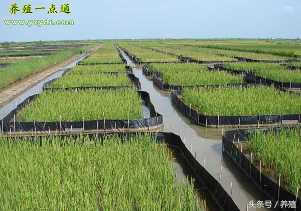 黄鳝养殖技术的难度和前景,养殖黄鳝的成本和利润分析