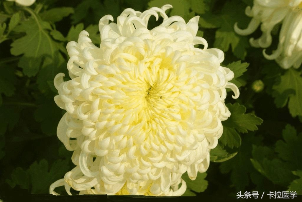 有些“菊花”的事您不好意思说，我帮你解答！